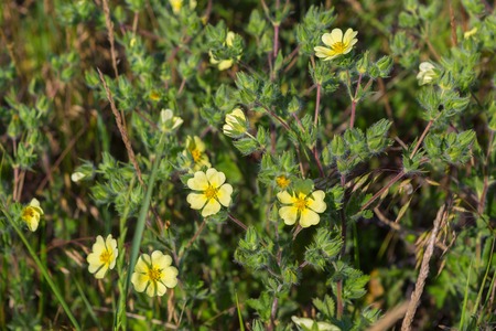Potentilla recta or sulphur cinquefoil. Beautiful and rich nature of the Crimea.の写真素材