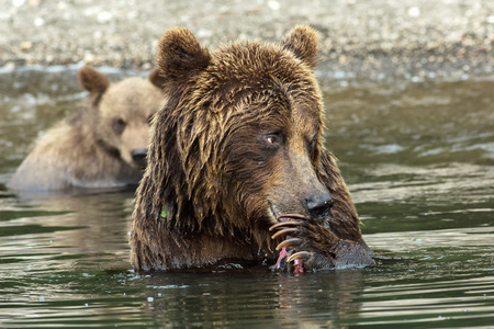 Brown bear does not want to share caught salmon with her cubs. Kurile Lake in Southern Kamchatka Wildlife Refuge in Russia.の写真素材