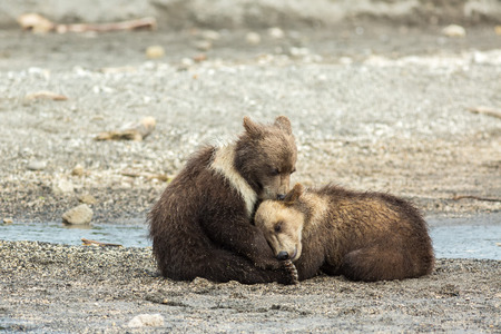 Funny brown bear cubs on the shore of Kurile Lake. Southern Kamchatka Wildlife Refuge in Russia.の写真素材