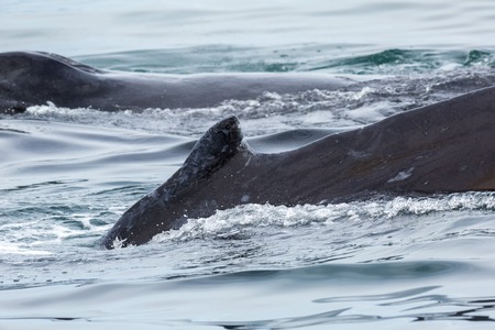 Couple humpback whales in the Pacific Ocean. Water area near Kamchatka Peninsula.の写真素材