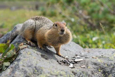 Arctic ground squirrel eating seeds on the rock. Kamchatka.
