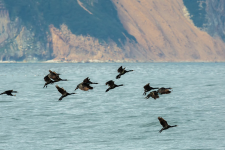 Flock of pelagic cormorant flying over the Pacific Ocean.の写真素材