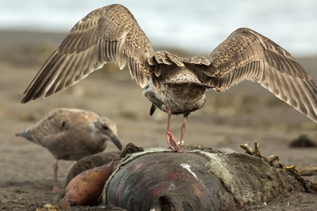 Pacific Gull eating a dead seal on the beach.の写真素材