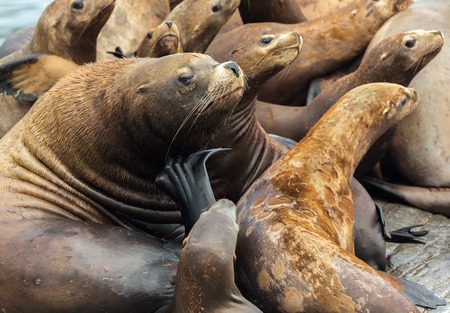 Rookery Steller sea lions. Island in the Pacific Ocean near Kamchatka Peninsula.の写真素材