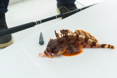 Hemilepidotus is a genus of sculpins. Bottom sea fishing in the Pacific near Kamchatka.