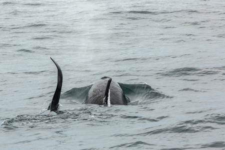 Couple of Killer Whales in the Pacific Ocean. Water area near Kamchatka Peninsula.