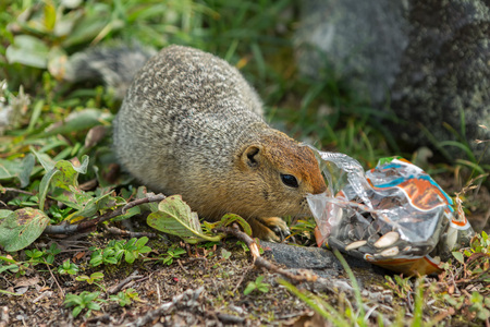 Arctic ground squirrel climbs in a package with seeds in Kamchatka.の写真素材