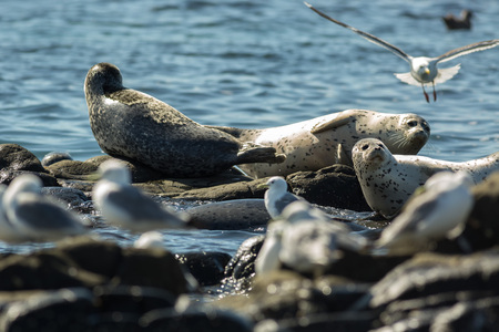 Pusa is a genus of earless seals. Island in the Pacific Ocean near Kamchatka Peninsula.