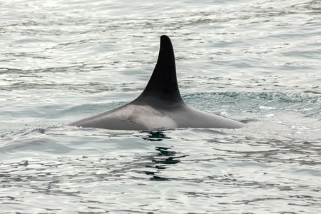 Killer Whale - Orcinus Orca in the Pacific Ocean. Water area near Kamchatka Peninsula.の写真素材