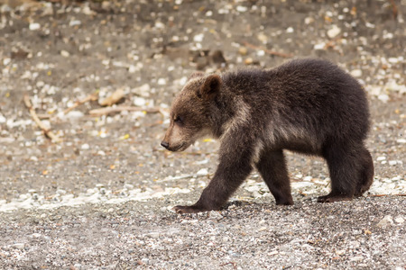 Brown bear cubs on the shore of Kurile Lake. Southern Kamchatka Wildlife Refuge in Russia.の写真素材