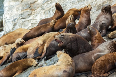 Rookery Steller sea lions. Island in the Pacific Ocean near Kamchatka Peninsula.