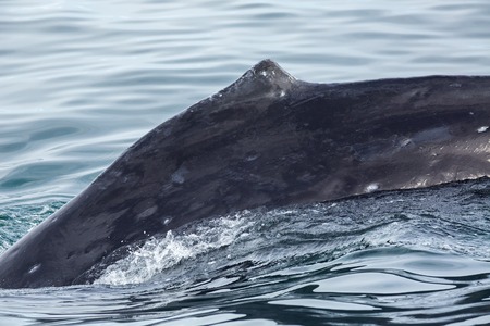 Fin on the back of humpback whale in the Pacific Ocean. Water area near Kamchatka Peninsula.の写真素材