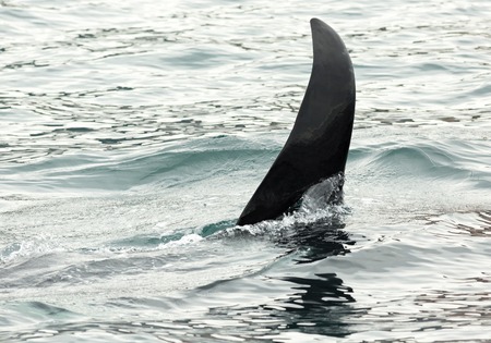 Killer Whale - Orcinus Orca in the Pacific Ocean. Water area near Kamchatka Peninsula.