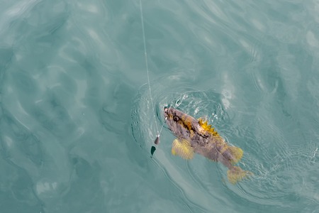 Mackerel on the hook. Bottom sea fishing in the Pacific near Kamchatka.
