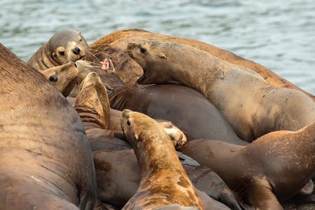 Rookery Steller sea lions. Island in the Pacific Ocean near Kamchatka Peninsula.の写真素材