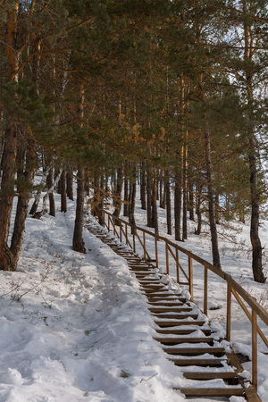 Snow-covered wooden staircase in a pine forest.の写真素材