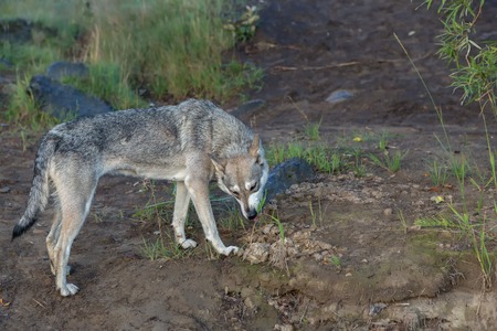 Hungry stray dog eats grass. Looking for food.の写真素材