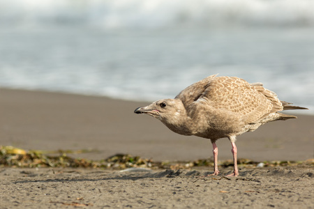 Pacific Gull on the shore of the Pacific Ocean.の写真素材