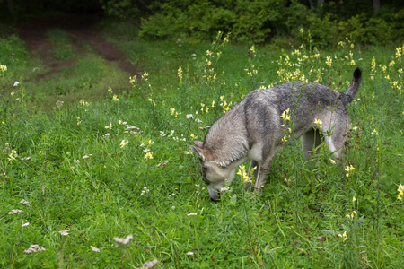 Hungry stray dog looking for food in the woods.の写真素材
