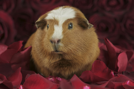 Beautiful Guinea pig breed Golden American Crested in the petals of red rosesの写真素材