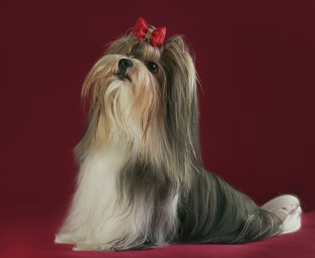 Beautiful male Beaver Yorkshire Terrier with a bowの写真素材
