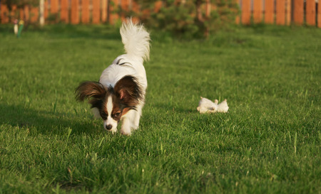 Beautiful young male dog Continental Toy Spaniel Papillon on a green lawnの写真素材