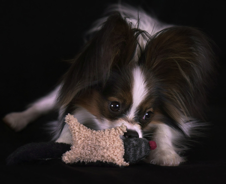 Beautiful young male dog Continental Toy Spaniel Papillon with plush toy on a black backgroundの写真素材