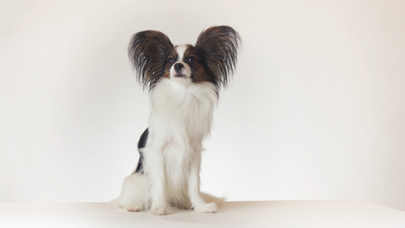 Beautiful young male dog Continental Toy Spaniel Papillon is sitting on a white backgroundの写真素材
