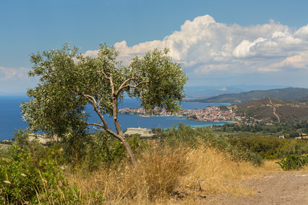 Green olives on an olive tree ripening under the sun on the Sithonia Peninsulaの写真素材