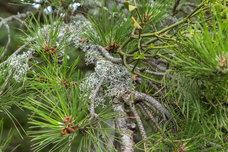 An alien plant grows on a pine branch. Sithonia Peninsula.の写真素材