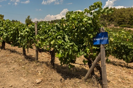 Grape vine with berries ripening under the sun in the vineyards of the Sithonia Peninsulaの写真素材