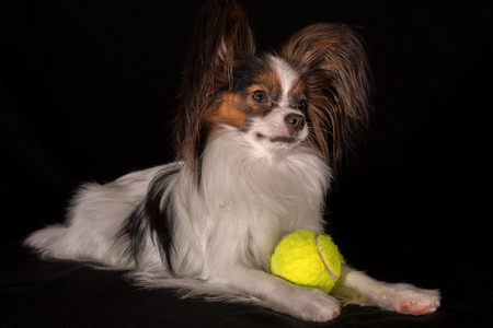 Beautiful dog Continental Toy Spaniel Papillon with a tennis ball on a black backgroundの写真素材