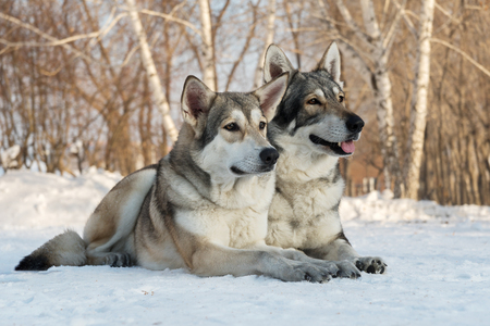 Beautiful male and female of Saarloos wolfhound in the winter parkの写真素材