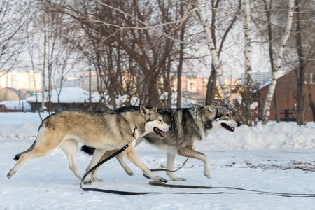 Beautiful male and female of Saarloos wolfhound in the winter parkの写真素材