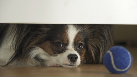 Dog Papillon looks under the bed and tries to reach the ball in the living roomの写真素材