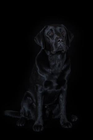 Beautiful young male dog labrador breed on a black backgroundの写真素材