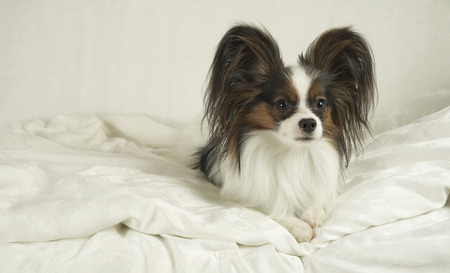 Dog Papillon crawls out from under the blankets and jumps off the bedの写真素材