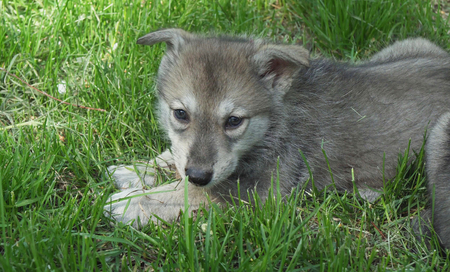 Beautiful amusing puppies of Saarloos wolfhound on a green lawn in the park