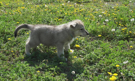 Beautiful amusing puppies of Saarloos wolfhound on a green lawn in the parkの写真素材