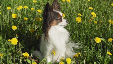 Beautiful dog Papillon sitting on a green lawn with dandelionsの写真素材