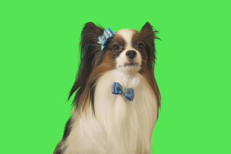 Beautiful dog Papillon with blue bow on a green backgroundの写真素材