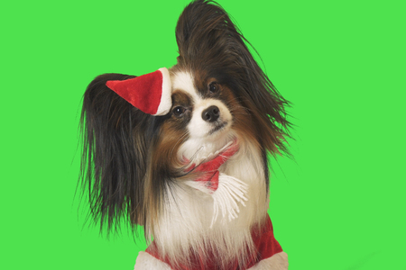 Beautiful dog Papillon in Santa Claus costume on a green backgroundの写真素材