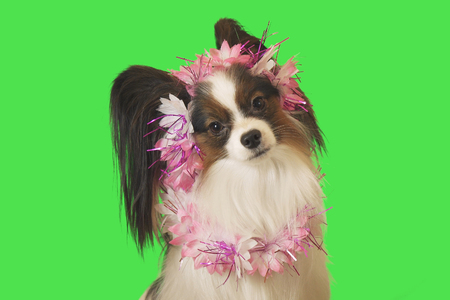Beautiful dog Papillon in garland of flowers on a green backgroundの写真素材