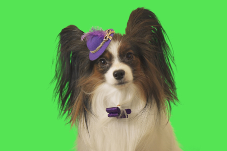 Beautiful dog Papillon in a purple hat with feather and bow on green backgroundの写真素材