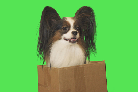 Beautiful dog Papillon in cardboard box on a green backgroundの写真素材