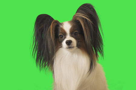 Beautiful dog Papillon male on the green backgroundの写真素材