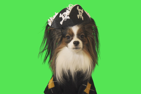 Beautiful dog Papillon in a pirate costume on green backgroundの写真素材