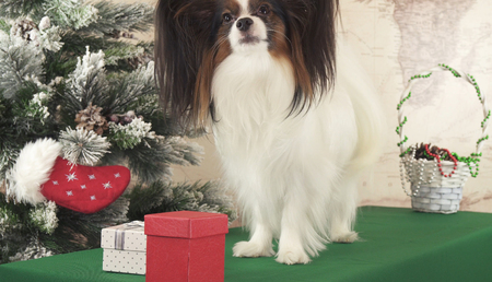 Papillon dog with gifts near the New Year treeの写真素材
