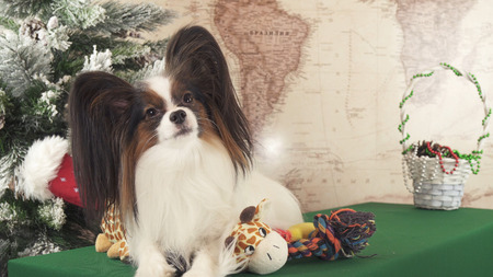 Papillon dog with soft toys near the Christmas treeの写真素材