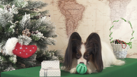 Papillon dog with soft toys near the Christmas treeの写真素材